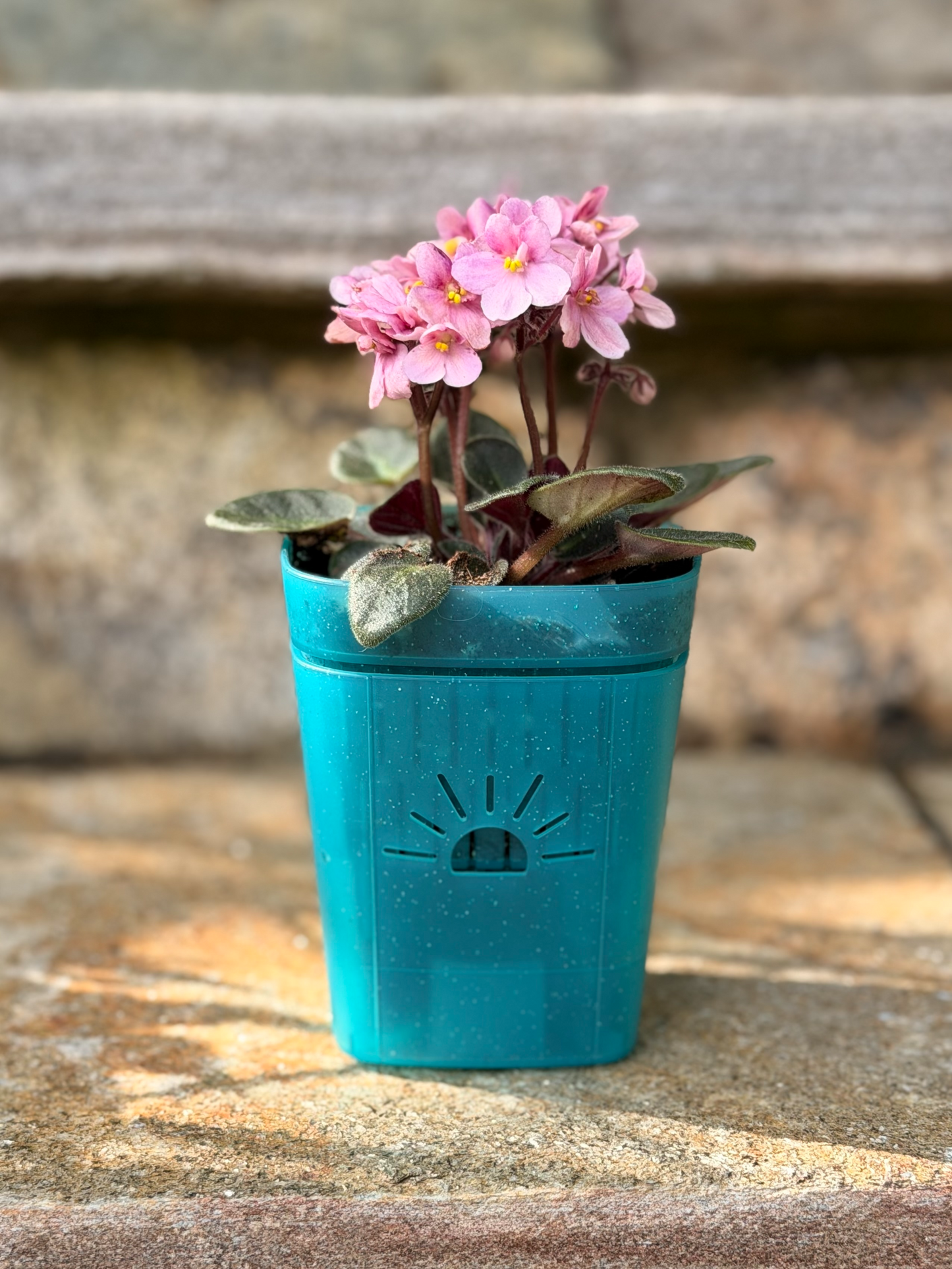 [SKU:3-1PK-Turquoise]