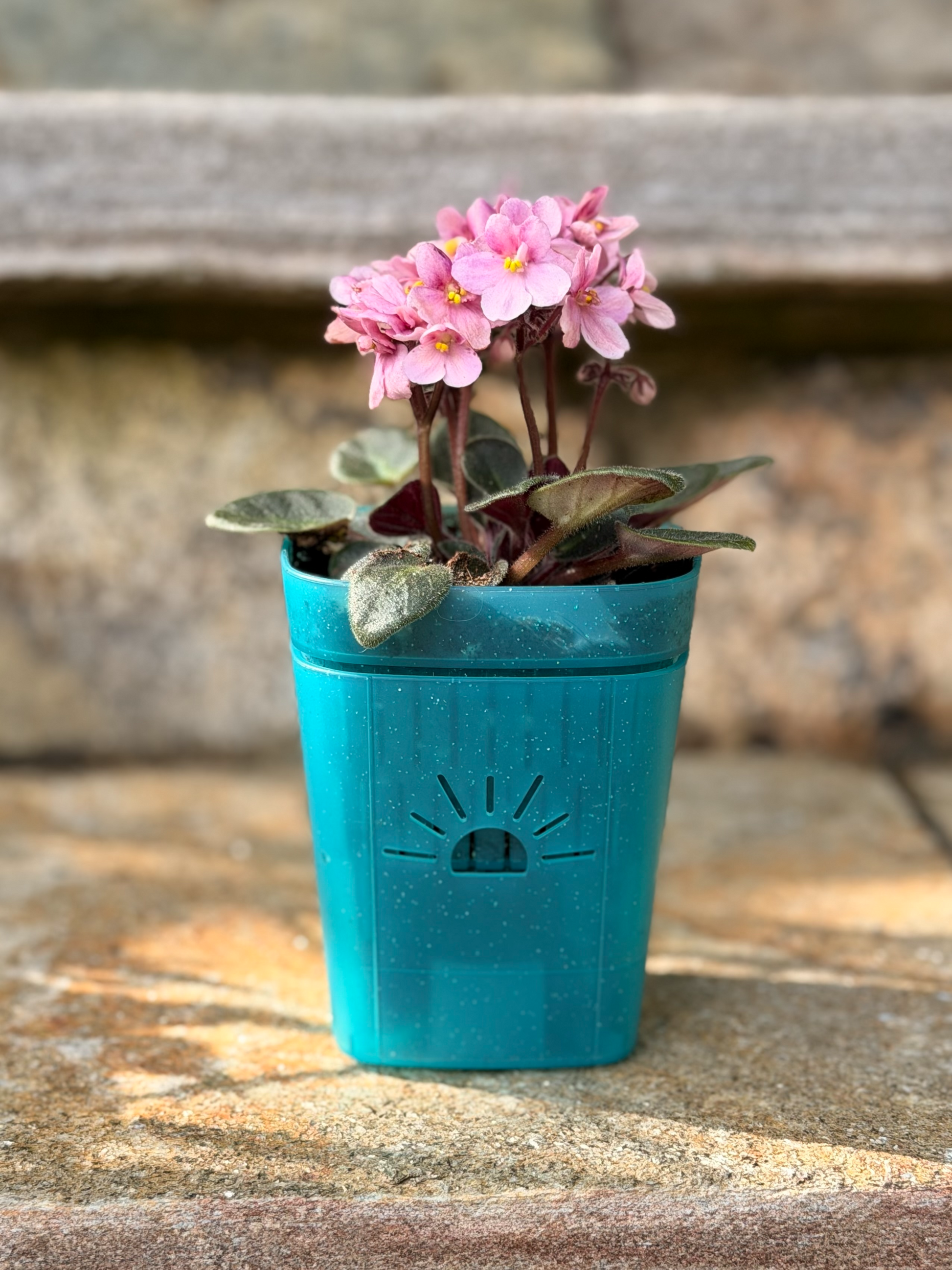 [SKU:3-1PK-Turquoise]