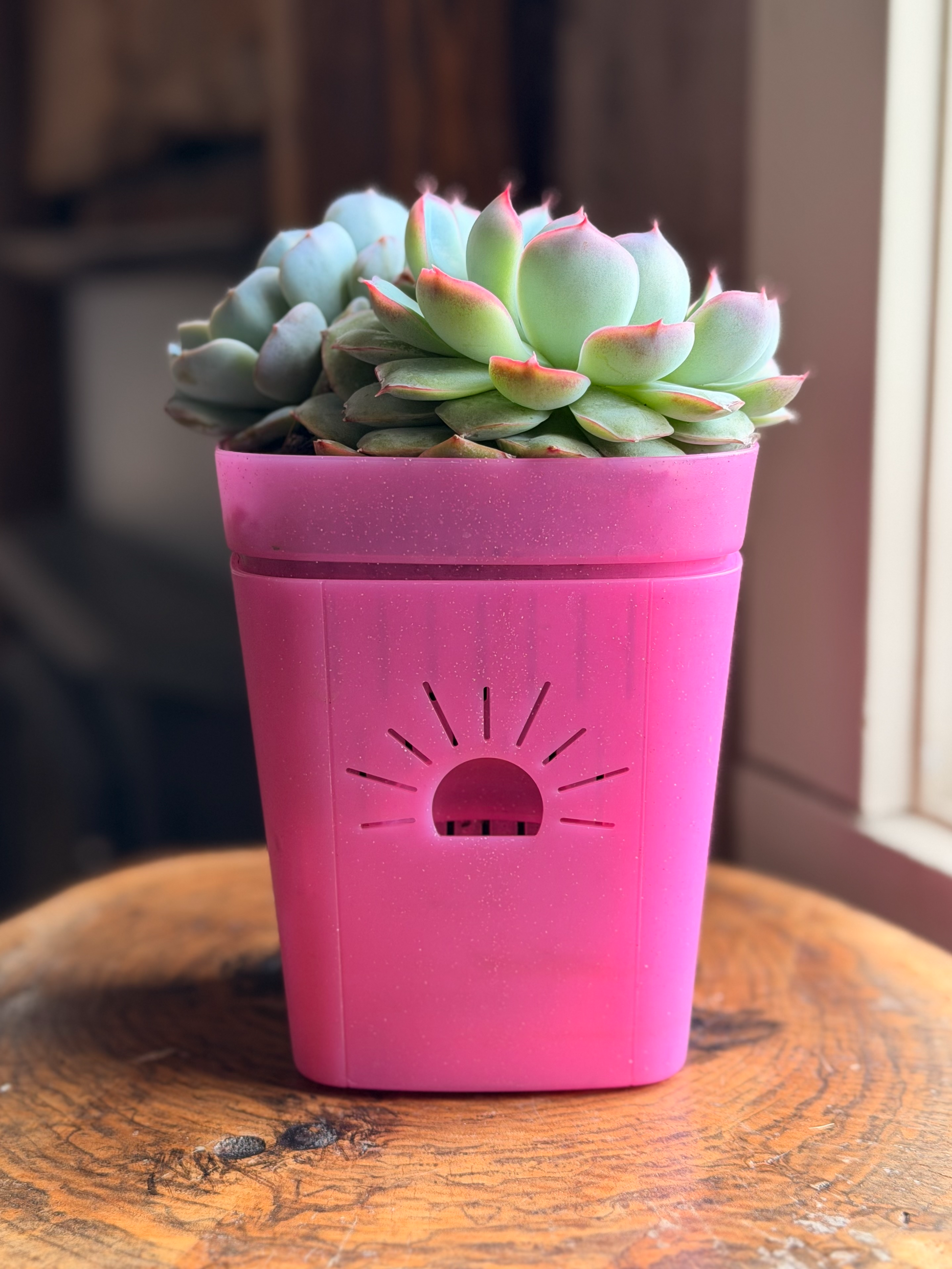 [SKU:5-1PK-Pink]