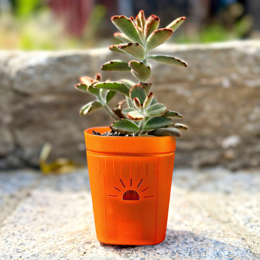 3 inch Pumpkin Sugar planter with a panda plant succulent