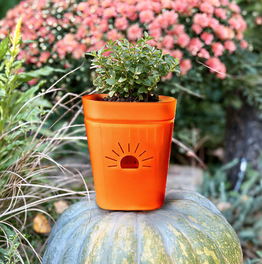 5 inch Pumpkin Sugar planter on a green pumpkin in front of fall mums