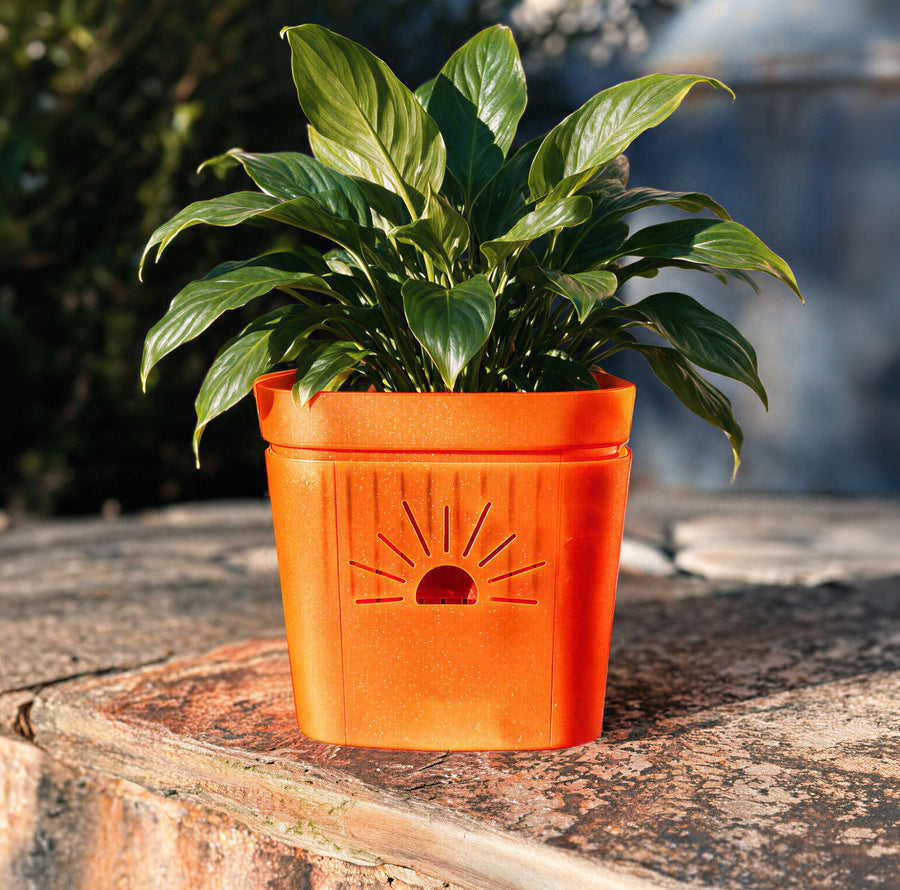 8 inch Pumpkin Sugar planter with a peace lily