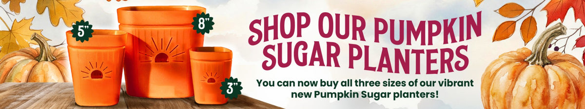 Shop our Pumpkin Sugar planters. All three sizes are here: 3, 5 and 8 inch.