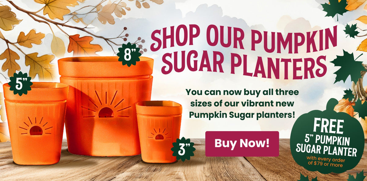 Free 5 inch Pumpkin Sugar planter with every order of $79 or more
