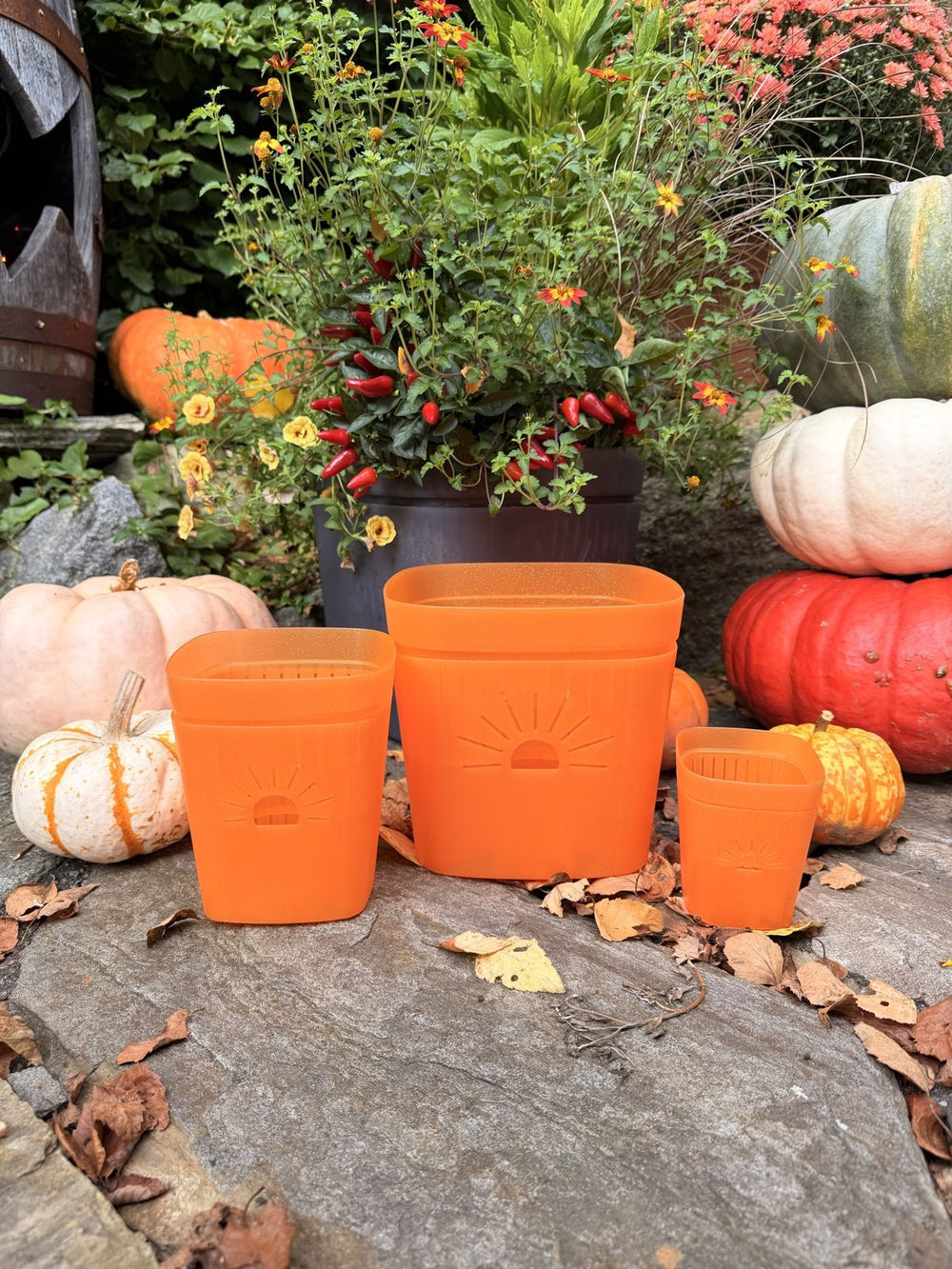 All three Pumpkin Sugar planters on a stone path with pumpkins and fall flowers