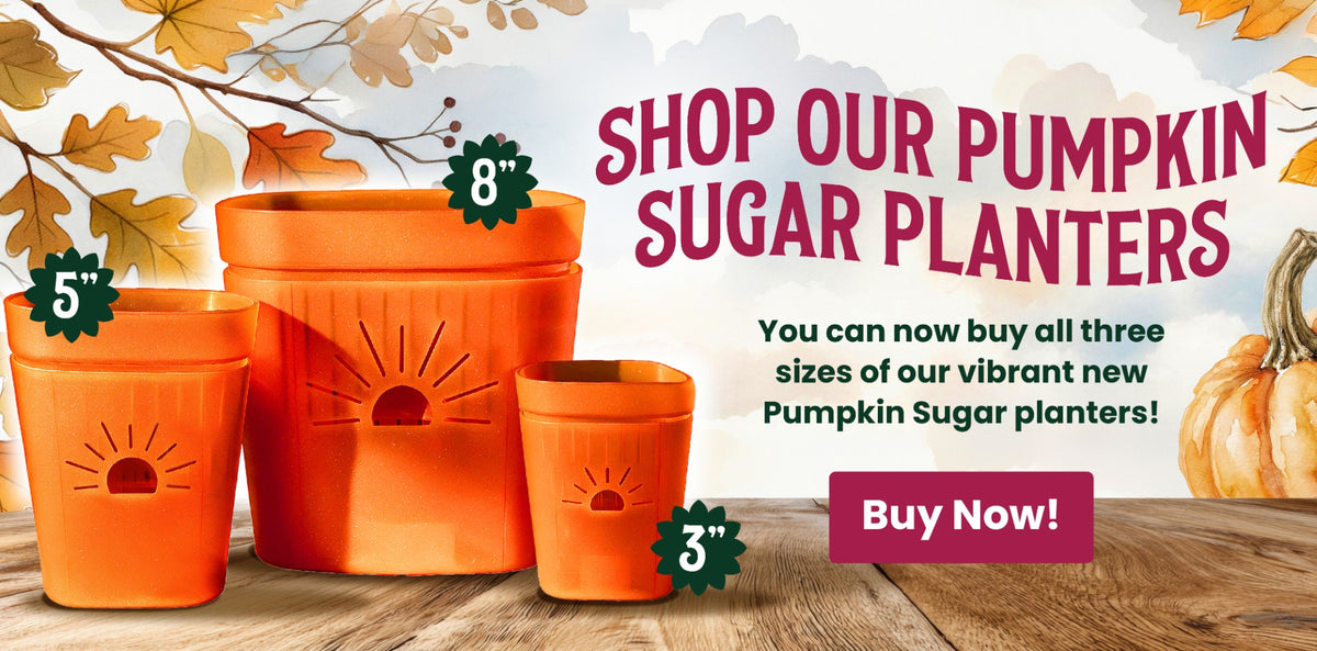 Shop our Pumpkin Sugar planters, now in 3, 5 and 8 inch