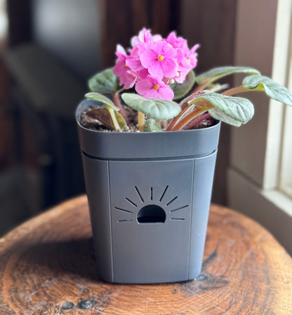 5-Inch "Breathing" Planter