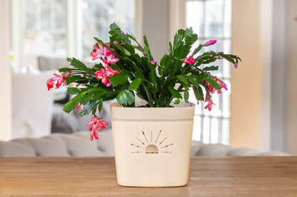 [SKU:8-1PK-Moon-Glow,8-4PK-Moon-Glow,8-8PK-Moon-Glow,8-12PK-Moon-Glow]