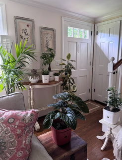 Root Zone Oxygen Planter Starter Kit – Naked Root