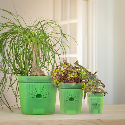 [SKU:SAMPLER-1PK-Green]