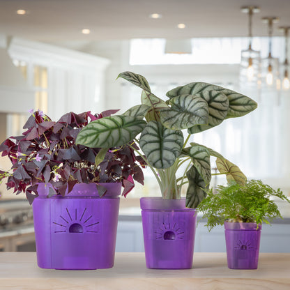 [SKU:SAMPLER-1PK-Violet]