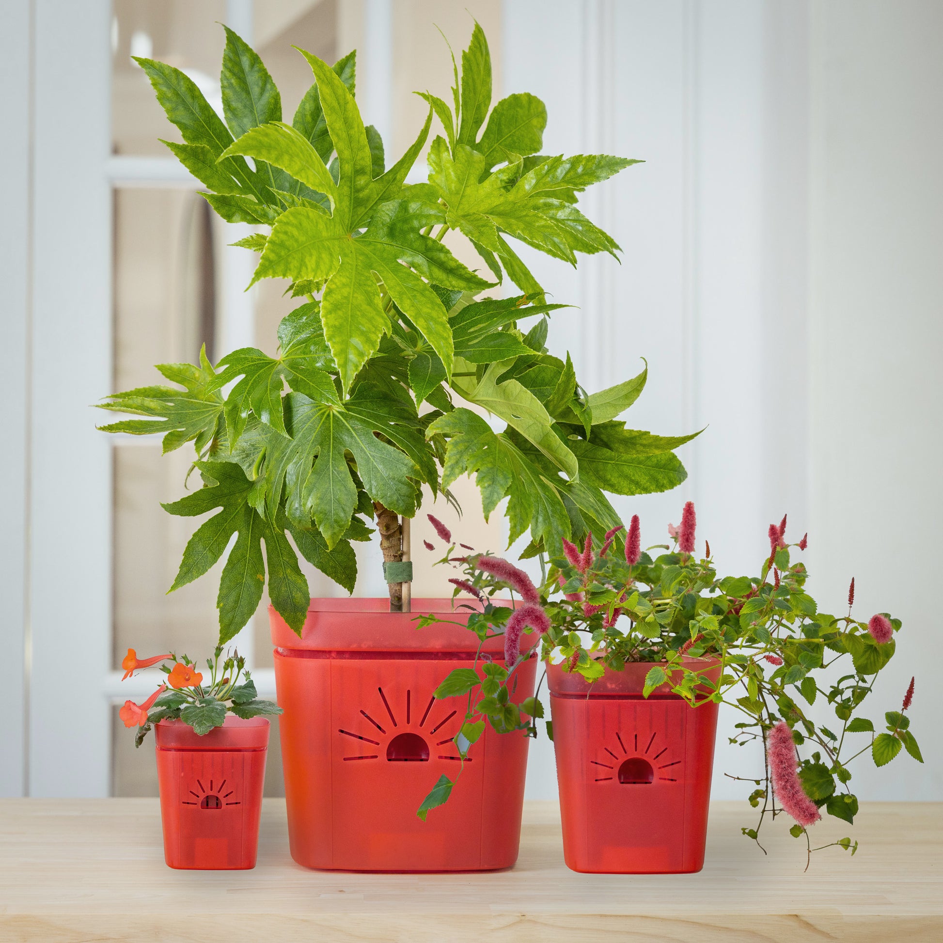 [SKU:SAMPLER-1PK-Rose]