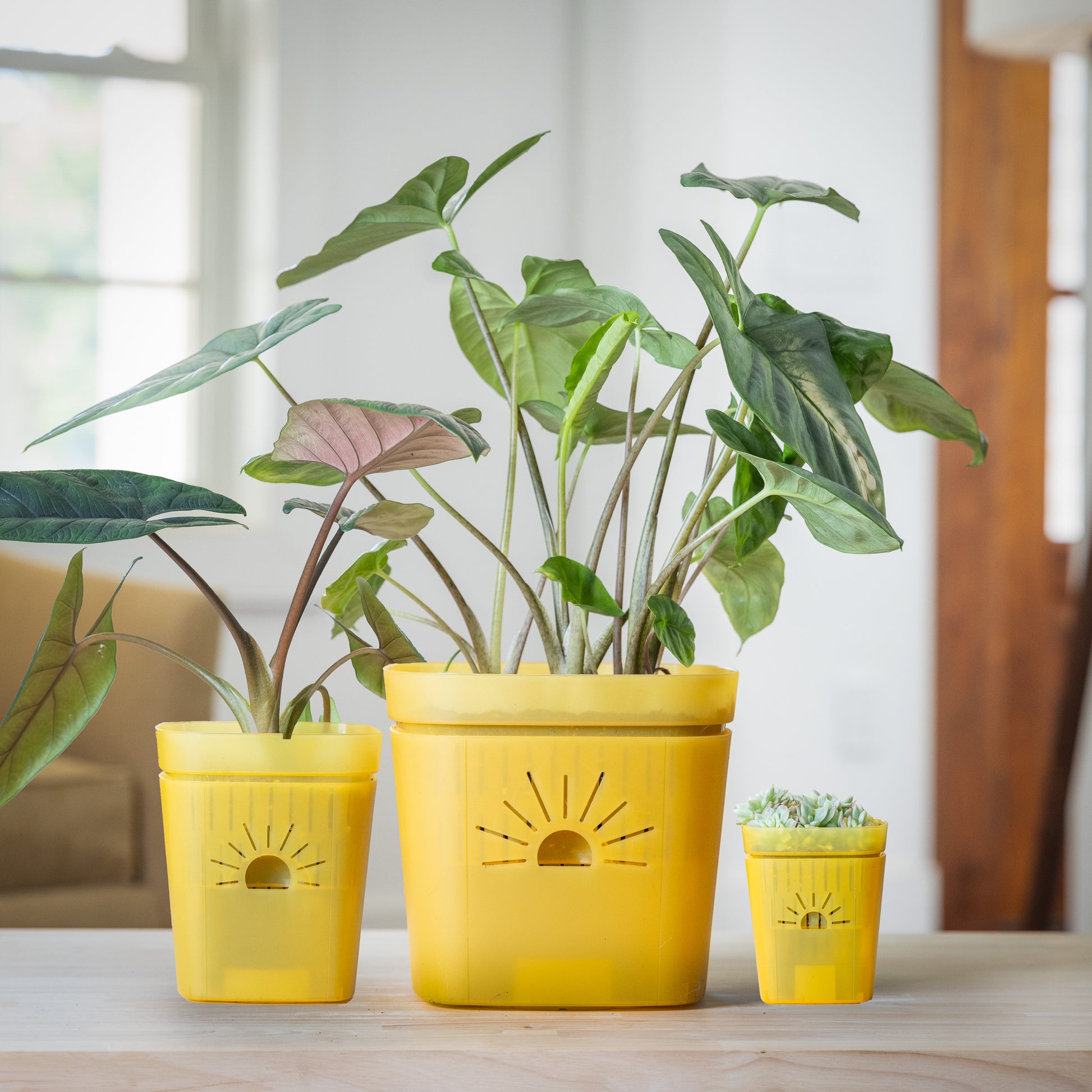 [SKU:SAMPLER-1PK-Yellow]