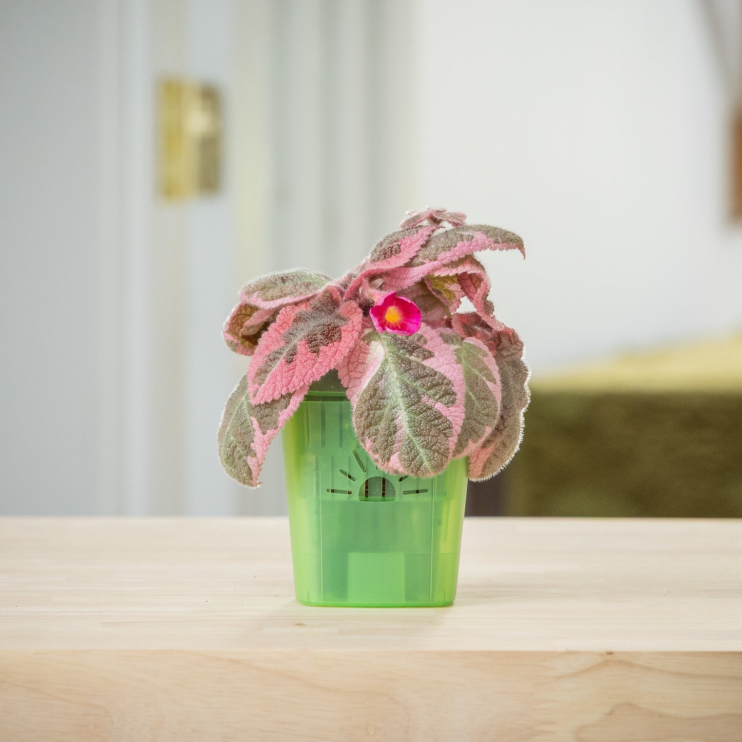 [SKU:3-1PK-Green,3-4PK-Green,3-6PK-Green,3-8PK-Green,3-12PK-Green,3-18PK-Green]