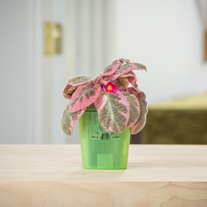[SKU:3-1PK-Green,3-4PK-Green,3-6PK-Green,3-8PK-Green,3-12PK-Green,3-18PK-Green]