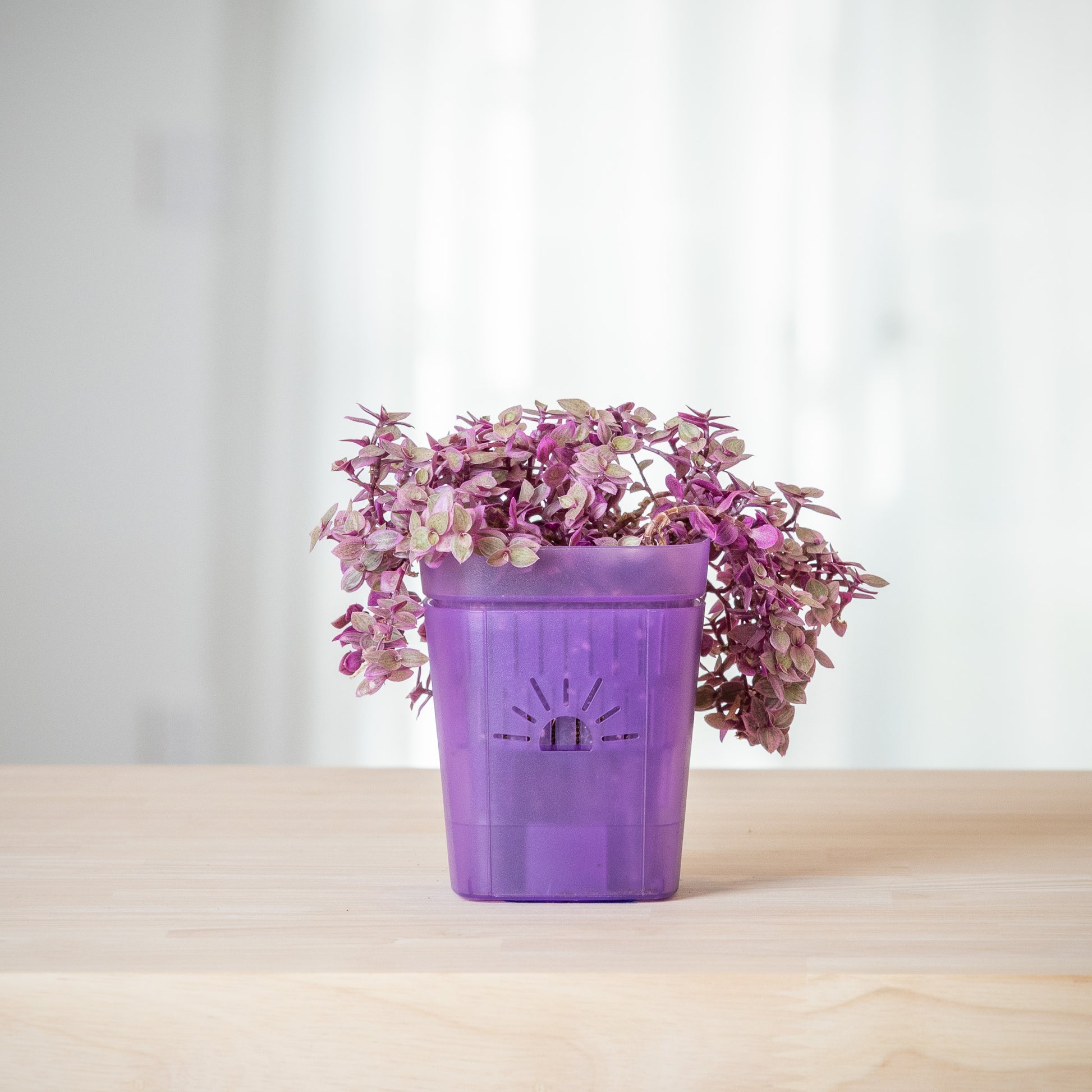 [SKU:3-1PK-Violet,3-4PK-Violet,3-6PK-Violet,3-8PK-Violet,3-12PK-Violet,3-18PK-Violet]
