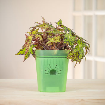 Naked Root - The World's First Planter That Breathes