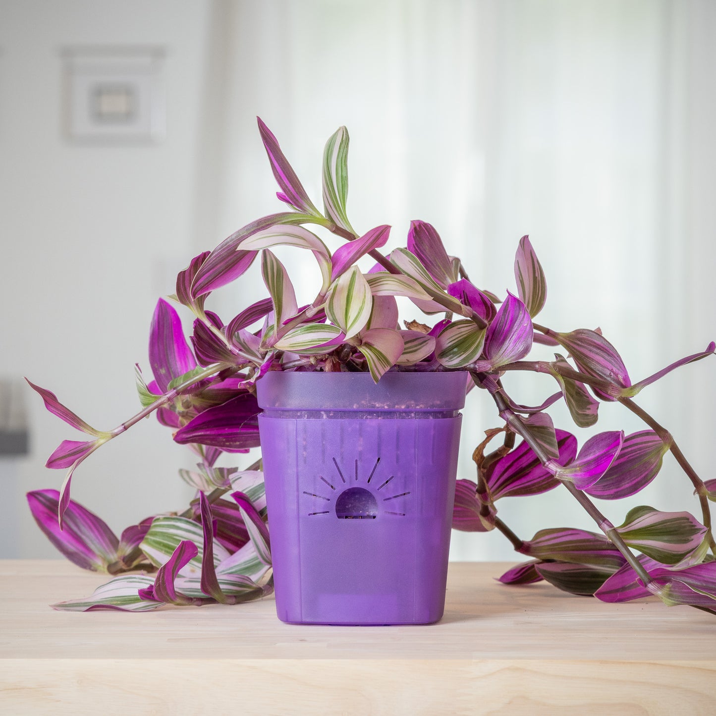 [SKU:5-1PK-Violet,5-4PK-Violet,5-6PK-Violet,5-8PK-Violet,5-12PK-Violet,5-18PK-Violet]