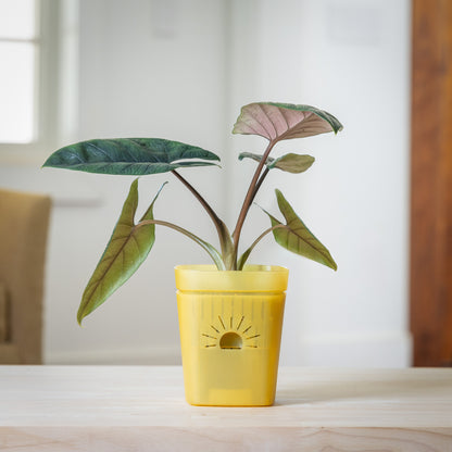 [SKU:5-1PK-Yellow,5-4PK-Yellow,5-6PK-Yellow,5-8PK-Yellow,5-12PK-Yellow,5-18PK-Yellow]