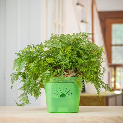 [SKU:8-1PK-Green,8-4PK-Green,8-6PK-Green,8-8PK-Green,8-12PK-Green,8-18PK-Green]