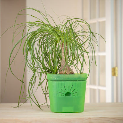 [SKU:8-1PK-Green,8-4PK-Green,8-6PK-Green,8-8PK-Green,8-12PK-Green,8-18PK-Green]