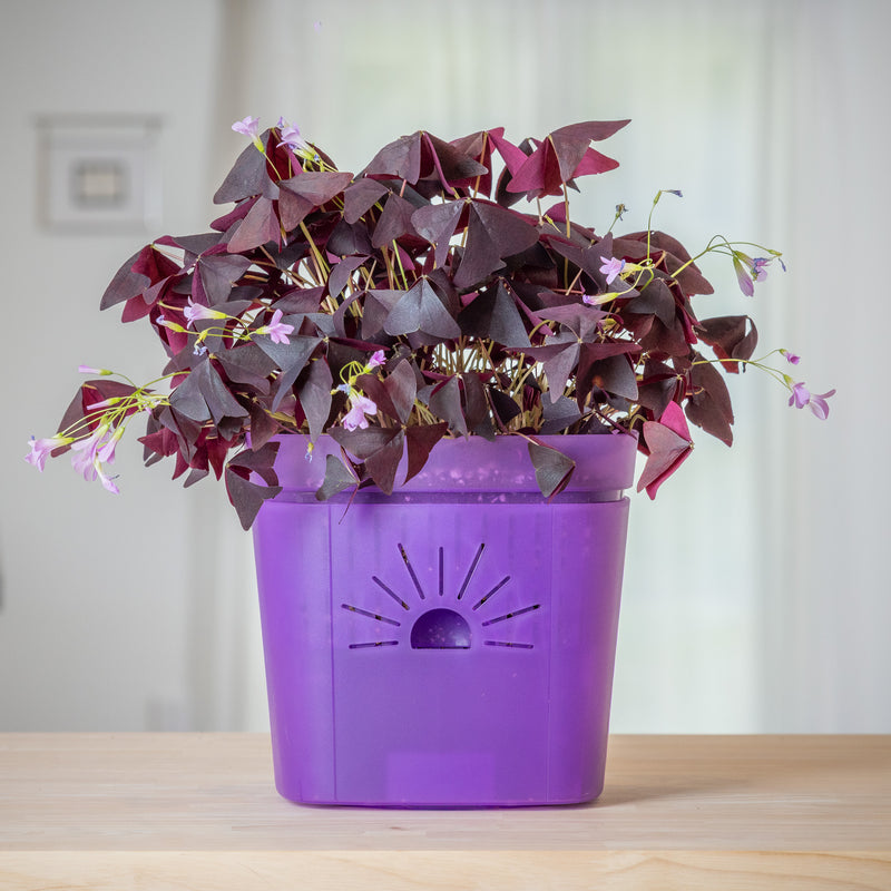 Clearly Colorful Planter featured image