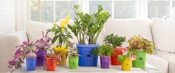 Planters – Naked Root