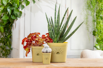 Planter Sampler Kit (DEMO)