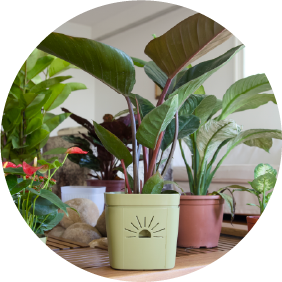 Healthy houseplants growing in Naked Root planters