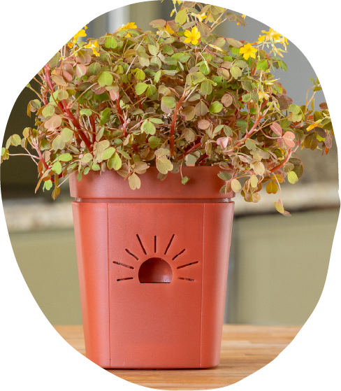 Naked Root planter with a healthy plant
